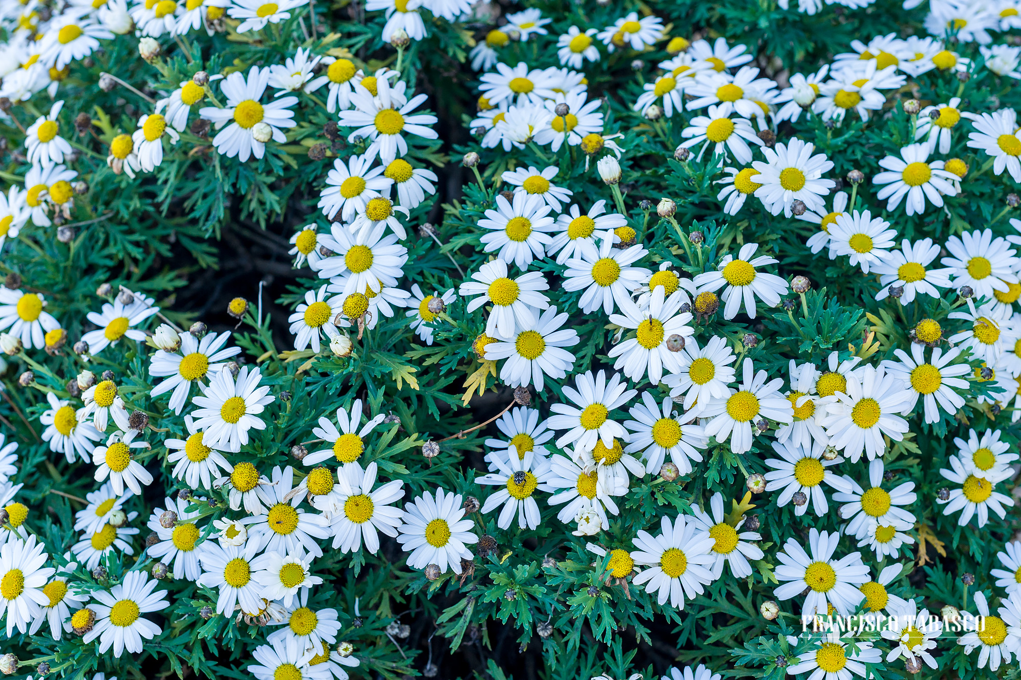 Bodegas Ruiz Torres 24-3-2016_0096